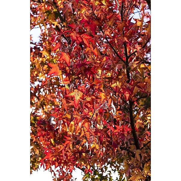 Liquidambar Styraciflua Worplesdon Amberbaum 80–100 cm günstig online kaufen