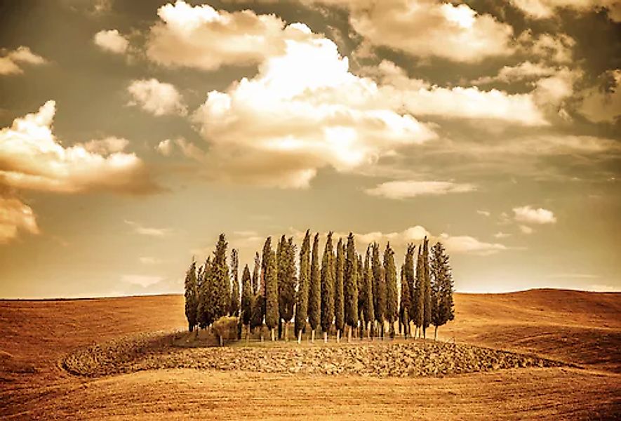 Papermoon Fototapete »Herbst Vintage Bäume« günstig online kaufen