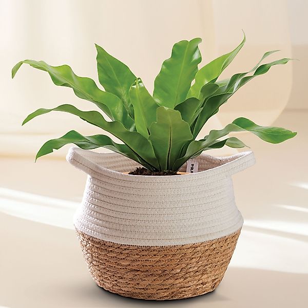 Praknu Aufbewahrungskorb Blumentopf Klein Weiß S günstig online kaufen