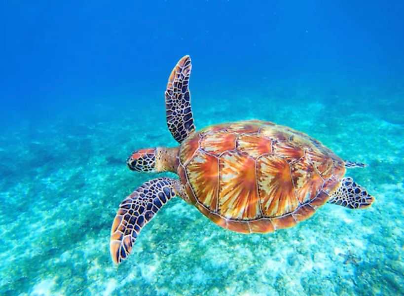 Papermoon Fototapete »Big Green Sea Turtle« günstig online kaufen