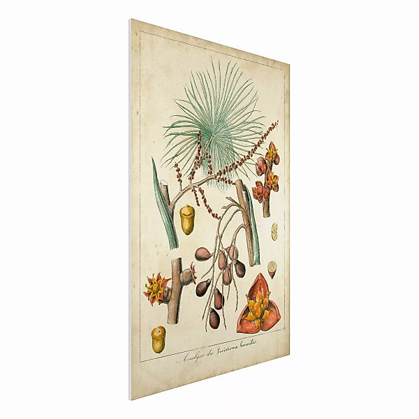 Forexbild Blumen - Hochformat Vintage Lehrtafel Exotische Palmen III günstig online kaufen