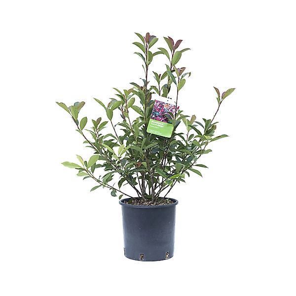 GROW by OBI Glanzmispel Carré Rouge Höhe ca. 30 - 40 cm Topf ca. 5 l Photin günstig online kaufen