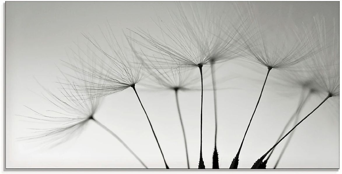Artland Glasbild "Pusteblumen-Samen I" Blumen 1 Stk. tlg. in verschiedenen günstig online kaufen