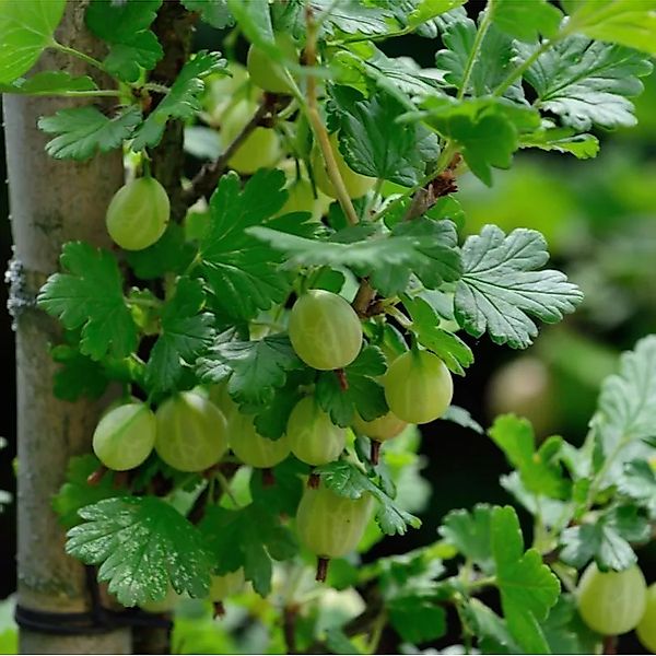 Hochstamm Stachelbeere Captivator 80-100cm - Ribes uva-crispa günstig online kaufen