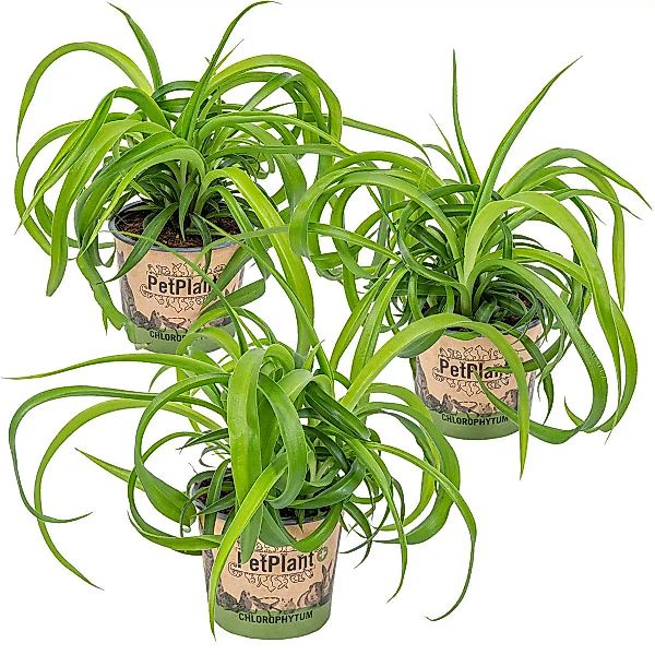 Casa Caron | 3er Set Chlorophytum Green Bonnie günstig online kaufen