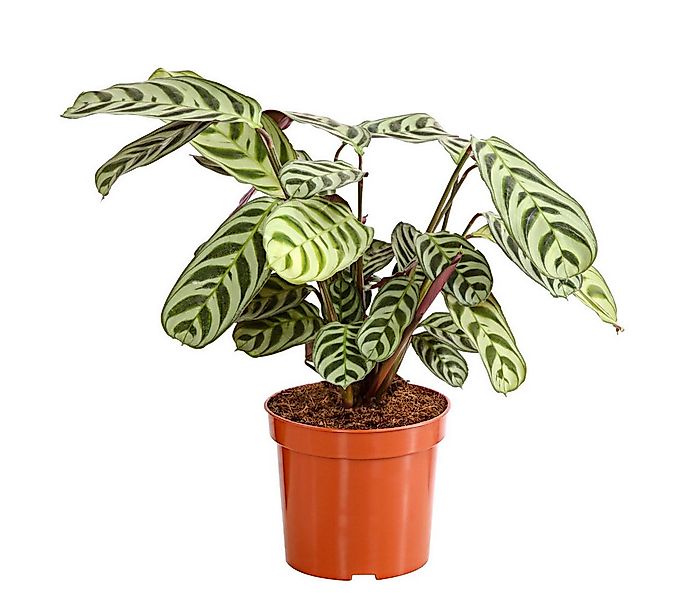 Dehner Zimmerpflanze Marante, Ctenanthe burle-marxii, 20-40 cm, Ø Topf 13 c günstig online kaufen
