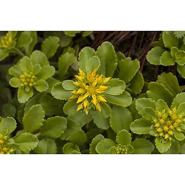 Sedum Floriferum Weihenstephaner Gold Fetthenne Gelb Ca. 9x9 cm Topf günstig online kaufen