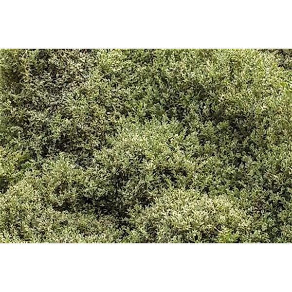 Buxus sempervirens 'Elegantissima' 80-100 cm günstig online kaufen