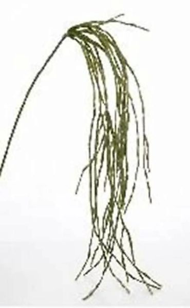 Flower & Style Kunstpflanzen & -blumen Zweig hängend grün 160 cm (185673) ( günstig online kaufen