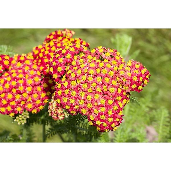 Achillea Filipendulina Feuerland Goldgarbe Ca. 9x9 cm Topf günstig online kaufen