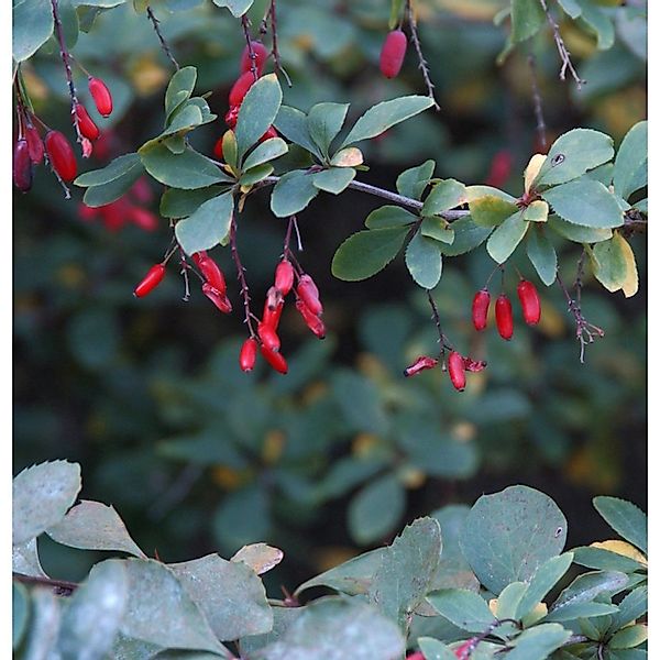 Sauerdorn 60-80cm - Berberis vulgaris günstig online kaufen