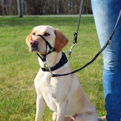 TRIXIE Hunde-Erziehungsgeschirr Top Trainer Ausbildungsgeschirr günstig online kaufen