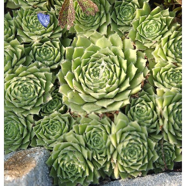 Hauswurz Glaucum - Sempervivum tectorum günstig online kaufen