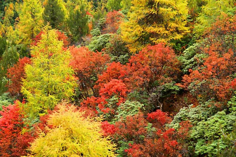 Papermoon Fototapete »Herbst Wald« günstig online kaufen