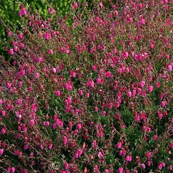 10x Irische Heide Waleys Red - Daboecia cantabrica günstig online kaufen