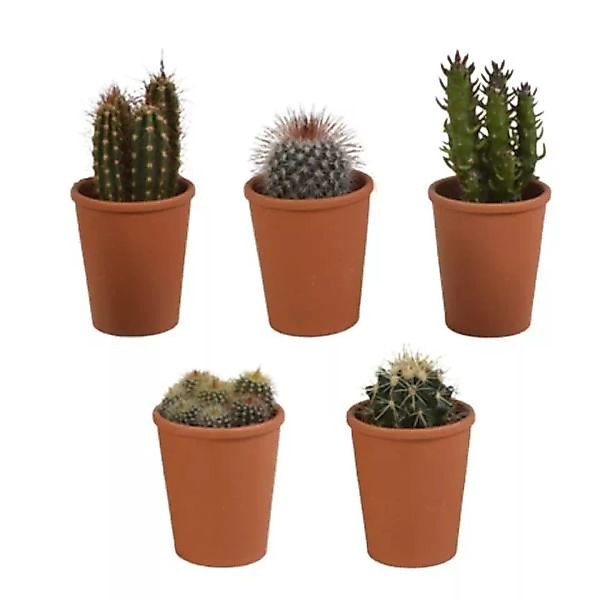 Casa Caron | 5er-Set Cactus Mix - Terrakotta-Töpfe günstig online kaufen