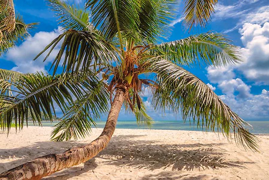 Papermoon Fototapete »Palme am Strand« günstig online kaufen