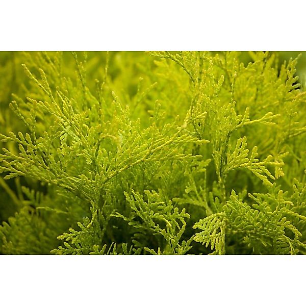 Thuja Occidentalis Golden Globe Kugel Goldgrün 80–90 cm günstig online kaufen