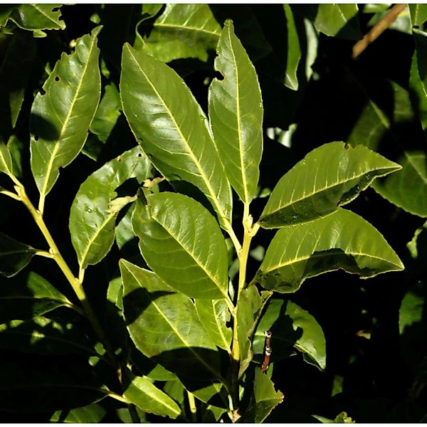 Lorbeerkirsche Greenpeace 40-60cm - Prunus laurocerasus günstig online kaufen