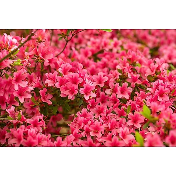 Rhododendron Obtusum Arabesk Azalee Rosa Blüten 20–25 cm günstig online kaufen