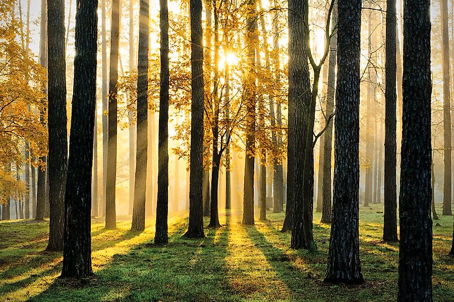 Papermoon Fototapete "Sunny Forest" glatt günstig online kaufen