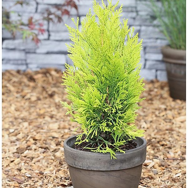 Gelber Lebensbaum 4ever Goldy 40-60cm - Thuja plicata günstig online kaufen