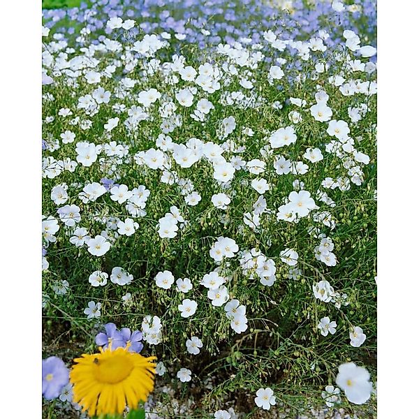Linum Perenne Album Staudenlein Ca. 9x9 cm Topf günstig online kaufen