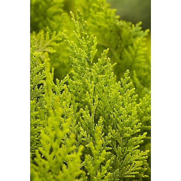 Chamaecyparis lawsoniana 'Ivonne' 15-20 cm günstig online kaufen
