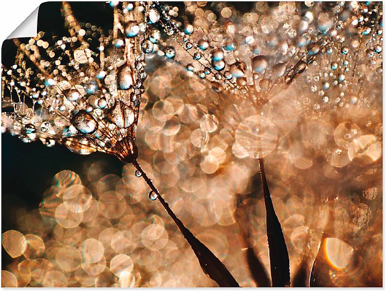 Artland Wandbild "Pusteblume Goldschimmer" Blumen 1 Stk. tlg. als Alubild, günstig online kaufen