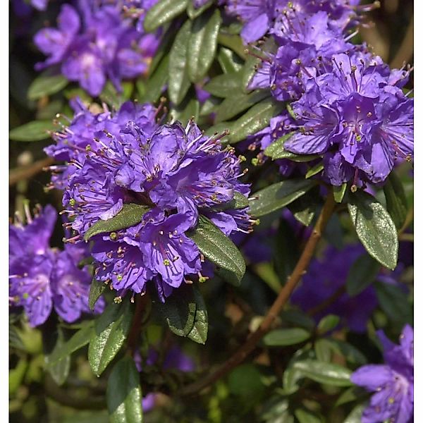 Zwerg Rhododendron Enziana 20-25cm - Rhododendron russatum - Zwerg Alpenros günstig online kaufen