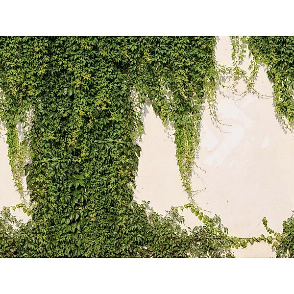 Livingwalls Fototapete Hedera Grün und Creme-Beige 371 x 280 cm AS-392271 günstig online kaufen