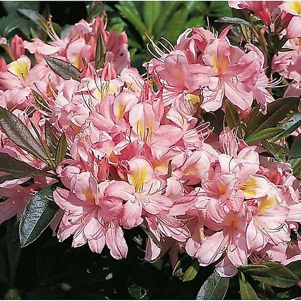 Hochstamm Rhododendron Juniduft 60-80cm - Rhododendron viscosum günstig online kaufen