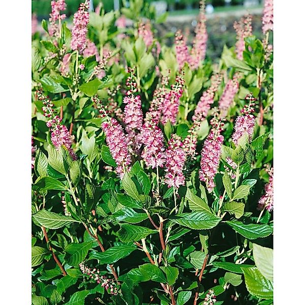 Clethra Alnifolia Ruby Spice Scheineller Rosa Blüten 60–80 cm günstig online kaufen