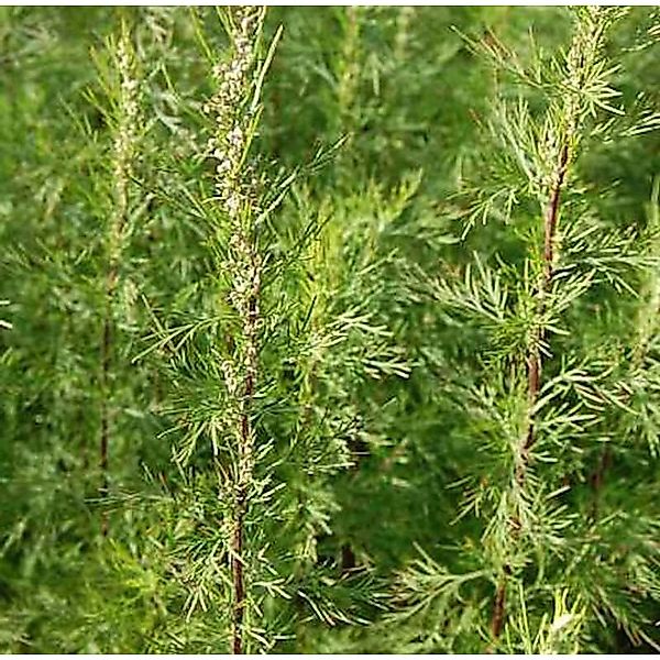 Eberraute Citrina - Artemisia abrotanum günstig online kaufen