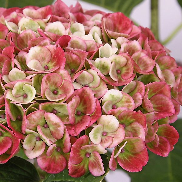 Ballhortensie Magical Revolution Rosa Höhe ca. 50 - 60 cm Topf ca. 5 l günstig online kaufen