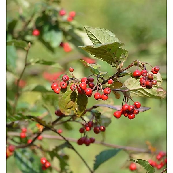Runzlige Strauchmispel 100-125cm - Cotoneaster bullatus günstig online kaufen