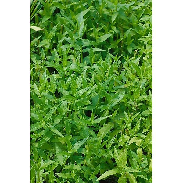 Stachys Palustris Sumpfziest Ca. 9x9 cm Topf günstig online kaufen