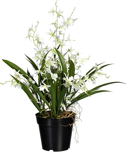 Kunstorchidee Oncidie Dancing Queen Orchidee Oncidie, günstig online kaufen