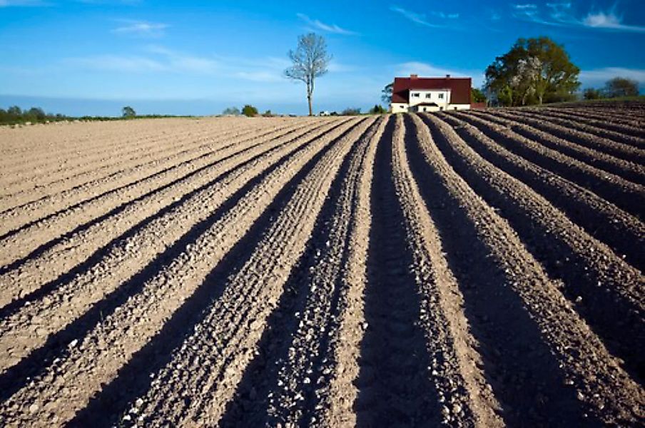 Papermoon Fototapete »Feld« günstig online kaufen