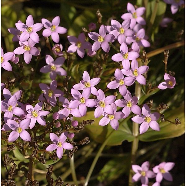 Tausendgüldenkraut - Centaurium erythraea günstig online kaufen