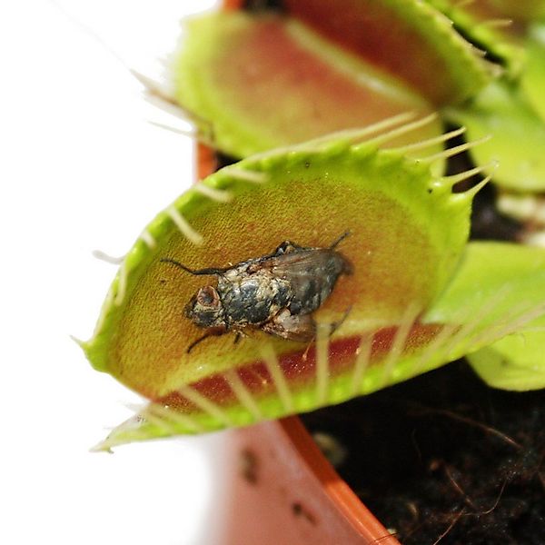 Exotenherz Zimmerpflanze Venusfliegenfalle - Dionaea muscipula -12cm Topf günstig online kaufen