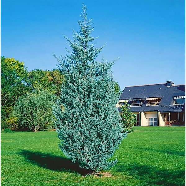 Cupressus arizonica 'Fastigiata Glauca' 150-175 cm günstig online kaufen