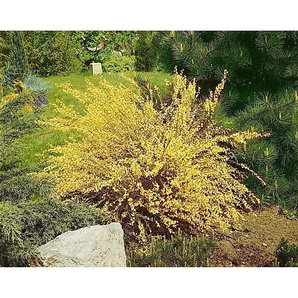 Cytisus Praecox Warminster Besenginster Gelb 40–50 cm günstig online kaufen