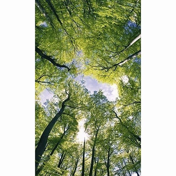 Fototapete TREES | MS-2-0104 | Grün | Digitaldruck auf Vliesträger günstig online kaufen