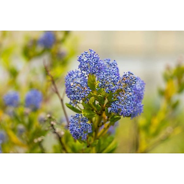Ceanothus Impressus Victoria Kalifornischer Flieder Blau 80 cm Stammhöhe günstig online kaufen