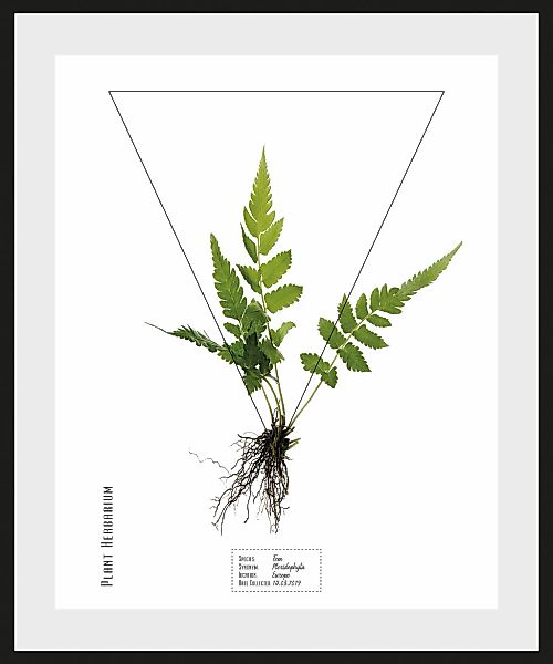 queence Bild »Kräuter«, Pflanzen-Pflanzenbilder-Schriftzug, (1 St.), HD Pre günstig online kaufen