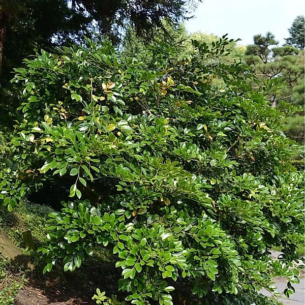 Traubiger Zweigriffel Vintage Jade 30-40cm - Distylium günstig online kaufen