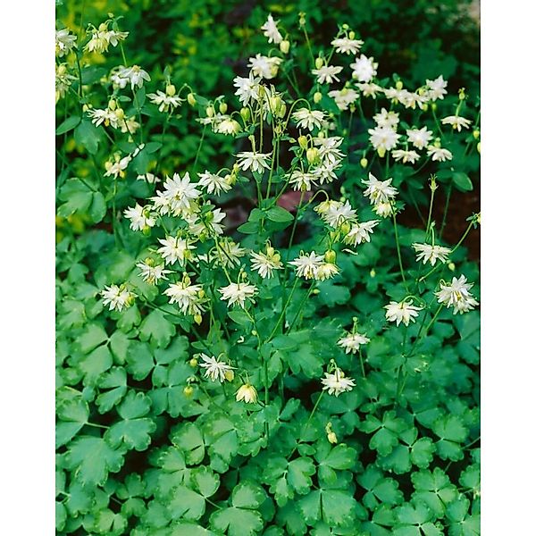 Aquilegia Vulgaris Green Apples Gewöhnliche Akelei Ca. 9x9 cm Topf günstig online kaufen