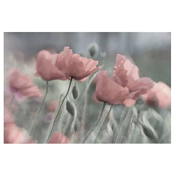 Bilderwelten Blumentapete Malerische Mohnblumen rosa Gr. 384 x 255 günstig online kaufen