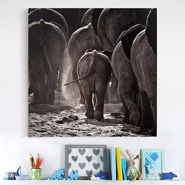 Leinwandbild Elefant - Quadrat Nach Hause gehen günstig online kaufen